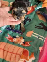 Ckc male yorkie 1 , a male Yorkshire Terrier for sale in Prestonsburg, KY – 1 of 1