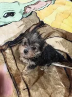 Timmy , a male Yorkshire Terrier for sale in Prestonsburg, KY – 2 of 3