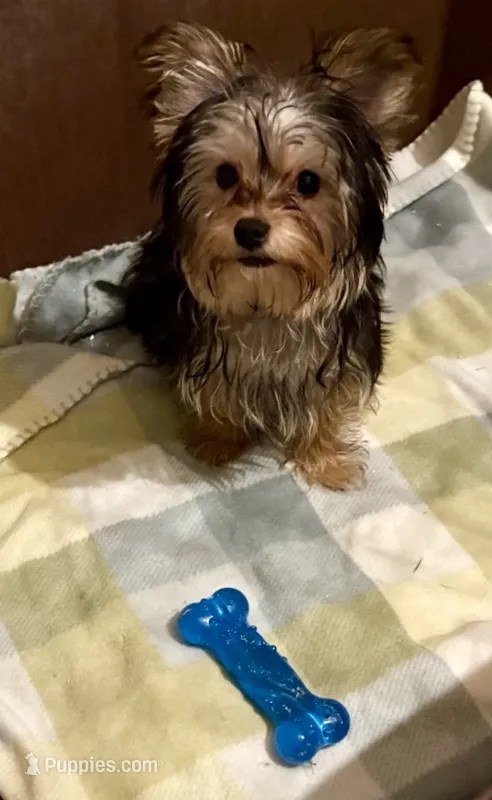 Peebles  – Yorkshire Terrier puppy for sale in Prestonsburg, KY
