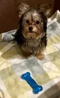Peebles , a female Yorkshire Terrier for sale in Prestonsburg, KY – 1 of 1
