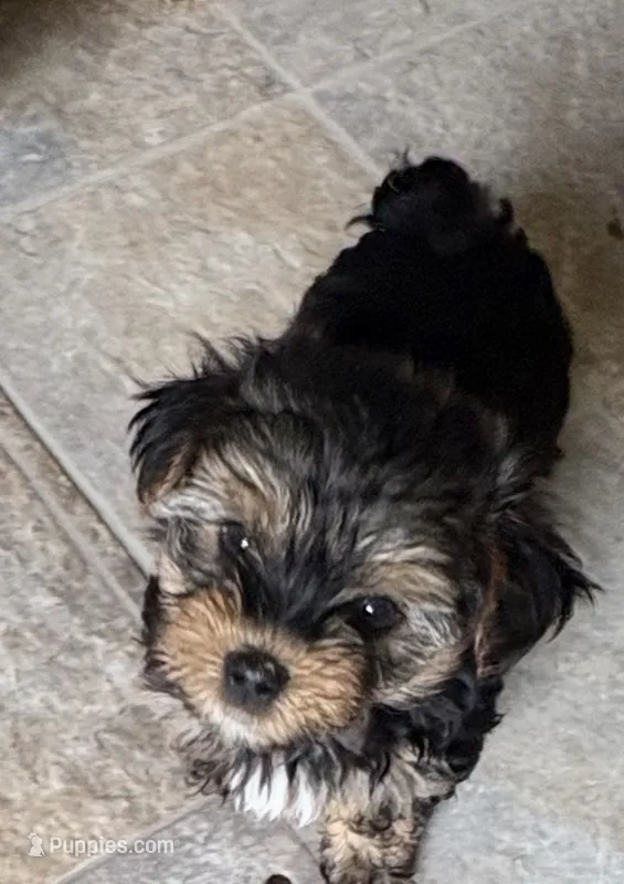 Bentley  – Yorkshire Terrier puppy for sale in Prestonsburg, KY