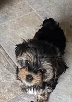 Bentley , a male Yorkshire Terrier for sale in Prestonsburg, KY – 1 of 4
