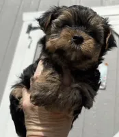 Boomer , a male Yorkshire Terrier for sale in Prestonsburg, KY – 2 of 3