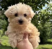 Elmo, a male Morkie for sale in Prestonsburg, KY – 5 of 5