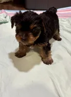 Yogi, a male Yorkshire Terrier for sale in Prestonsburg, KY – 3 of 5
