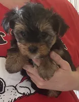 Bentley , a male Yorkshire Terrier for sale in Prestonsburg, KY – 3 of 4