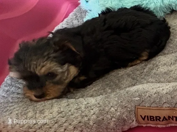 Bentley  – Yorkshire Terrier puppy for sale in Prestonsburg, KY
