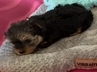 Bentley , a male Yorkshire Terrier for sale in Prestonsburg, KY – 1 of 3