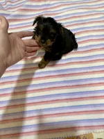 Pixie , a female Yorkshire Terrier for sale in Prestonsburg, KY – 7 of 7