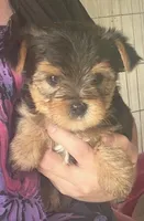 Boomer , a male Yorkshire Terrier for sale in Prestonsburg, KY – 3 of 3