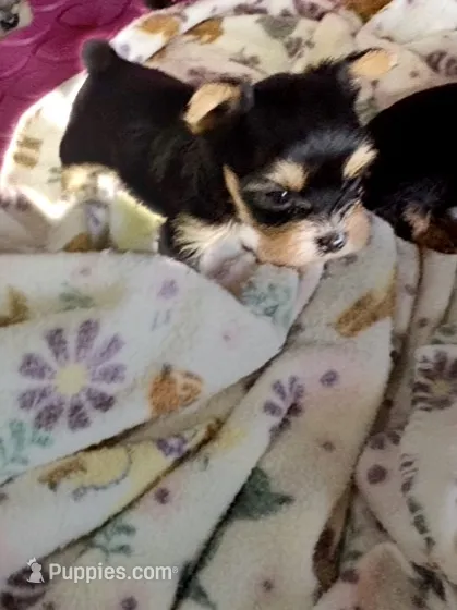 dolly belle – Yorkshire Terrier puppy for sale in Prestonsburg, KY