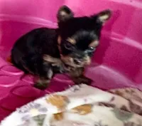 micky mouse, a male Yorkshire Terrier for sale in Prestonsburg, KY – 2 of 3