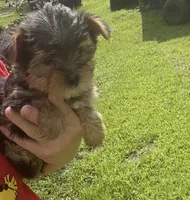 Boomer , a male Yorkshire Terrier for sale in Prestonsburg, KY – 3 of 5