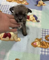 Dinky , a male Miniature Schnauzer and Yorkshire Terrier for sale in Prestonsburg, KY – Photo 7 of 7