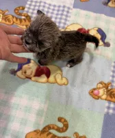 Dinky , a male Miniature Schnauzer and Yorkshire Terrier for sale in Prestonsburg, KY – Photo 5 of 7