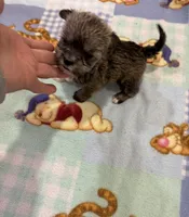 Dinky , a male Miniature Schnauzer and Yorkshire Terrier for sale in Prestonsburg, KY – Photo 4 of 7