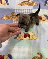 Dinky , a male Miniature Schnauzer and Yorkshire Terrier for sale in Prestonsburg, KY – Photo 6 of 7