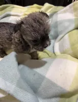 Dinky , a male Miniature Schnauzer and Yorkshire Terrier for sale in Prestonsburg, KY – Photo 2 of 7