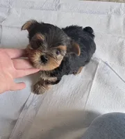BOOMER, a male Yorkshire Terrier for sale in Prestonsburg, KY – 3 of 3