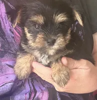 Bam bam , a male Yorkshire Terrier for sale in Prestonsburg, KY – 5 of 5