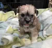 Happy , a male Miniature Schnauzer and Yorkshire Terrier for sale in Prestonsburg, KY – Photo 7 of 8