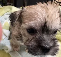 Happy , a male Miniature Schnauzer and Yorkshire Terrier for sale in Prestonsburg, KY – Photo 6 of 8