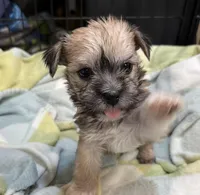 Happy , a male Miniature Schnauzer and Yorkshire Terrier for sale in Prestonsburg, KY – Photo 5 of 8