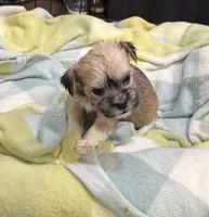 Happy , a male Miniature Schnauzer and Yorkshire Terrier for sale in Prestonsburg, KY – Photo 4 of 8