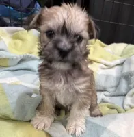 Happy , a male Miniature Schnauzer and Yorkshire Terrier for sale in Prestonsburg, KY – Photo 1 of 8