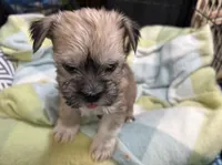 Happy , a male Miniature Schnauzer and Yorkshire Terrier for sale in Prestonsburg, KY – Photo 3 of 8