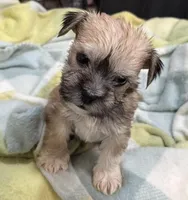 Happy , a male Miniature Schnauzer and Yorkshire Terrier for sale in Prestonsburg, KY – Photo 2 of 8