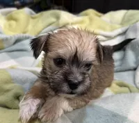 Happy , a male Miniature Schnauzer and Yorkshire Terrier for sale in Prestonsburg, KY – Photo 8 of 8