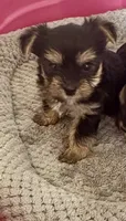 LITTLE BAMBAM , a male Yorkshire Terrier for sale in Prestonsburg, KY – 3 of 6