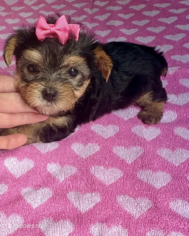 COOKIE  – Yorkshire Terrier puppy for sale in Prestonsburg, KY