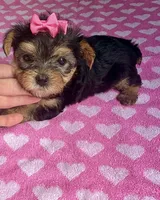 COOKIE , a female Yorkshire Terrier for sale in Prestonsburg, KY – 1 of 3