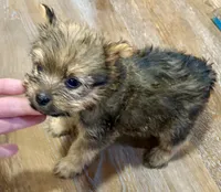 Brownie , a male Morkie for sale in Prestonsburg, KY – 3 of 4