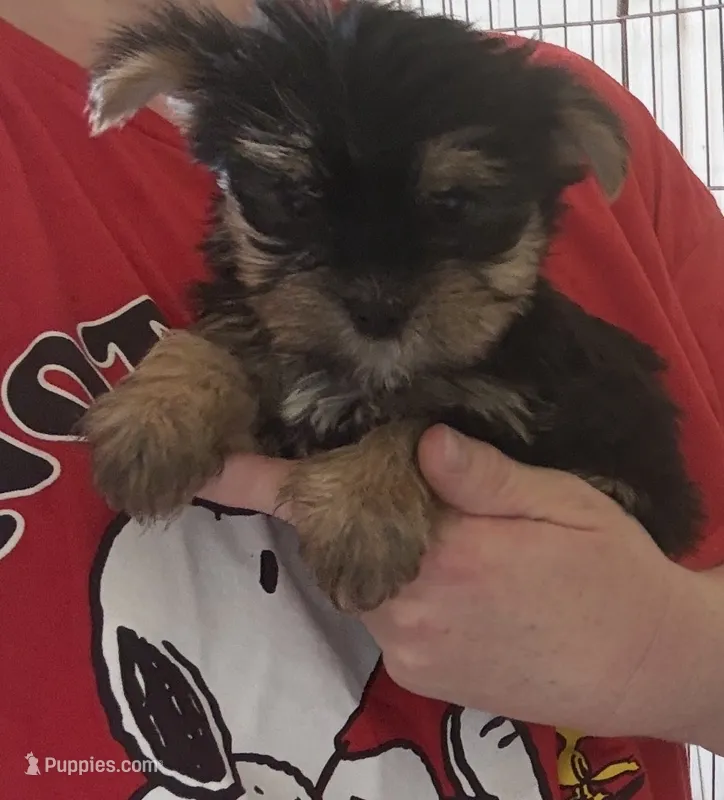 Bam bam  – Yorkshire Terrier puppy for sale in Prestonsburg, KY