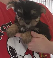 Bam bam , a male Yorkshire Terrier for sale in Prestonsburg, KY – 1 of 5