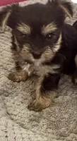 Bam bam , a male Yorkshire Terrier for sale in Prestonsburg, KY – 3 of 5