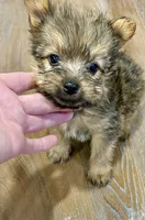 Brownie , a male Morkie for sale in Prestonsburg, KY – 4 of 4