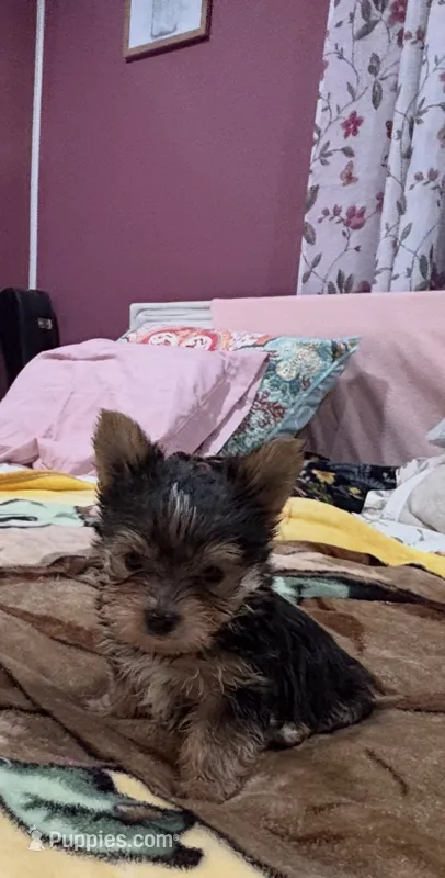 Timmy  – Yorkshire Terrier puppy for sale in Prestonsburg, KY