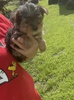 Boomer , a male Yorkshire Terrier for sale in Prestonsburg, KY – 4 of 5