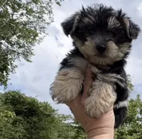 Maxwell , a male Morkie for sale in Prestonsburg, KY – 3 of 3