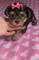 COOKIE , a female Yorkshire Terrier for sale in Prestonsburg, KY – 3 of 3