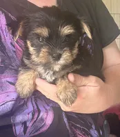 LITTLE BAMBAM , a male Yorkshire Terrier for sale in Prestonsburg, KY – 5 of 6