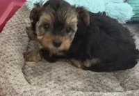 Bentley , a male Yorkshire Terrier for sale in Prestonsburg, KY – 3 of 5