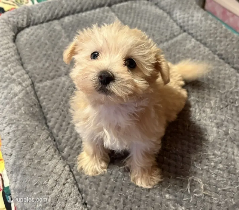 Elmo – Morkie puppy for sale in Prestonsburg, KY
