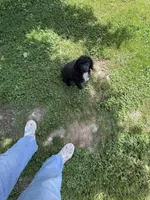 piper, a female Poodle - Toy  for sale in Prestonsburg, KY – 2 of 2