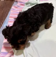 Yogi, a male Yorkshire Terrier for sale in Prestonsburg, KY – 5 of 5