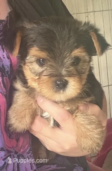 BOOMER – Yorkshire Terrier puppy for sale in Prestonsburg, KY